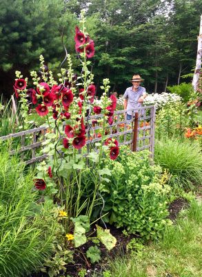 The gardener and hollyhocks by Darlene Ellis